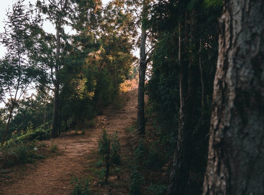 Les granules de bois : on vous dit tout !